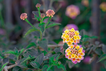 colorful blossom of Lantana or Verbenas  flower with copy past space for writing.Selective focus.