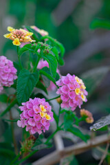 colorful blossom of Lantana or Verbenas  flower with copy past space for writing.Selective focus.