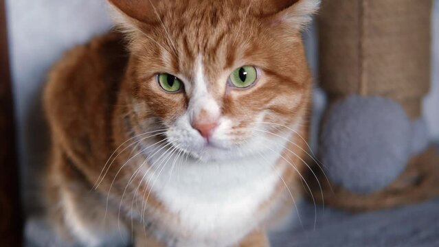 Ginger cat with green eyes squints and looks expressively, close-up, selective focus. Slow motion