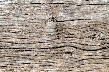 Beautiful wooden fracture old oak, natural texture close up