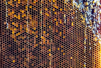 Honeycomb from bee hive filled with golden honey