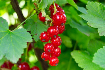 Photography on theme beautiful bush berry red currant