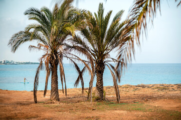 Naklejka na ściany i meble Palm trees growing on beach with amazing view of blue sea