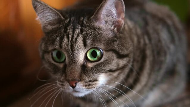 Striped cat with green eyes sexpressively looks and turns its head. Horror on the cat's face, selective focus. Slow motion