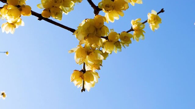 寒い季節、花の少ない時期に咲くロウバイ、まるでその名の通りに蝋細工のよう。
