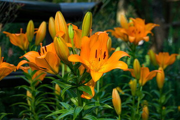 オレンジのユリの花