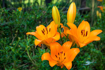 オレンジのユリの花