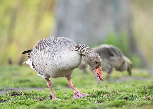 Goose eating