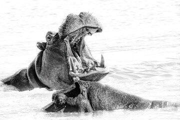 Angry hippopotamus (Hippopotamus amphibius), hippo with a wide open mouth displaying dominance,...