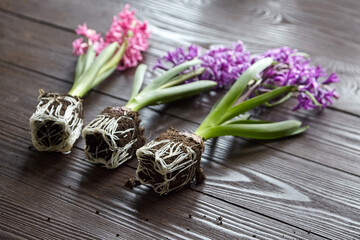 Obraz na płótnie Canvas Hyacinth flowers with roots in soil on wooden table, transplanting plants