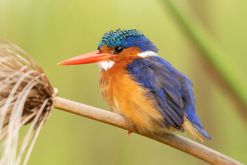 Malachite kingfisher (Corythornis cristatus) perching on stem of papyrus and looking for fish in...