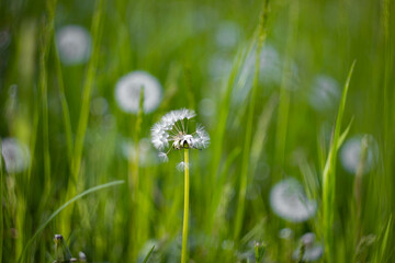 white airy dandelions on a background of green grass