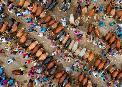 Thousands of cows are lined up to be sold at a bustling cattle market in Bangladesh. Over 50,000 of the animals are gathered together by farmers.