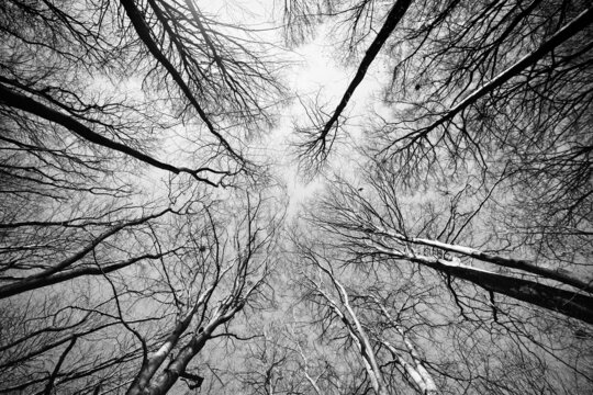 Treetops reaching for the sky