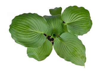 Top view of 'Hosta Moonlight Sonata' garden plant on white background