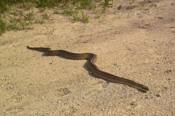 wąż płaz zwierzę droga piasek natura - obrazy, fototapety, plakaty