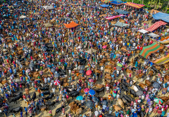 Fototapeta na wymiar Thousands of cows are lined up to be sold at a bustling cattle market in Bangladesh. Over 50,000 of the animals are gathered together by farmers.