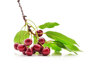 Cherries on a branch.