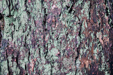bark of a coniferous tree close-up. textural natural background. Pacific rainforest