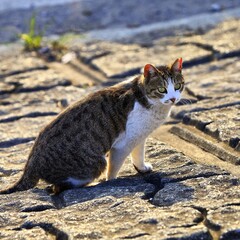 cat on the beach