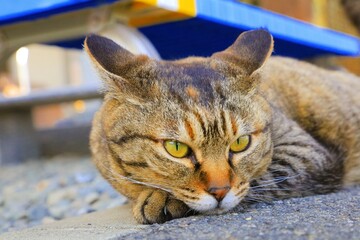portrait of a cat