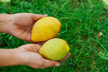 Human hand holding ripe canistel  fruit