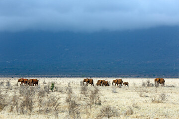 Tsavo Red Elephant Herd on the Savannah. Tsavo East, Kenya © Daniel Lamborn
