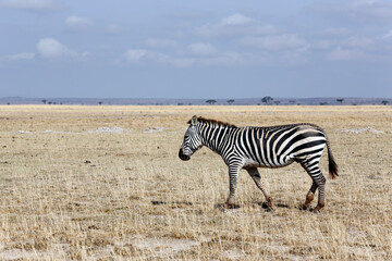 Obraz na płótnie Canvas Zebra Walking on Savannah. Amboseli, Kenya