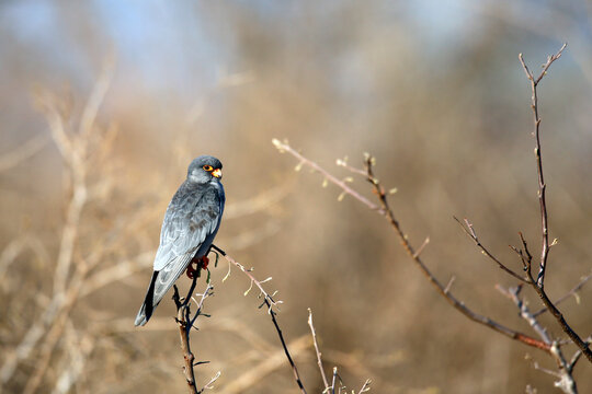 Little Sparrowhawk (Accipiter minullusnext) on Branch. Tsavo West, Kenya
