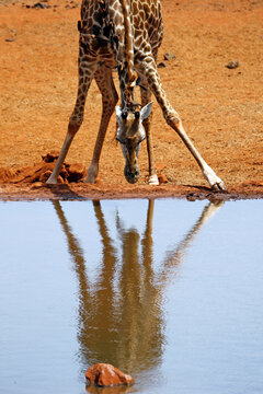 Masai Giraffe (Giraffa tippelskirchi) Watching its Reflection in the Water. Ngutuni, Tsavo East National Park, Kenya