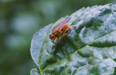 A big yellow fly