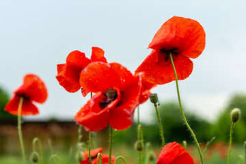 red poppy flower with dew drops