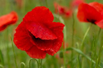 Fototapeta premium red poppy flower with dew drops