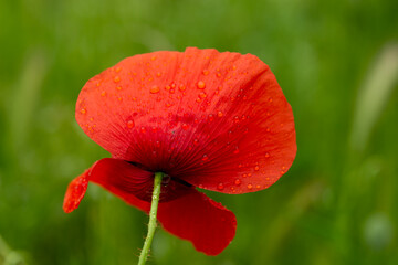 red poppy flower with dew drops