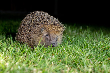 hedgehog at night