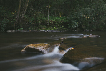 rocks in a forest stream