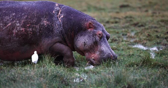 A hippopotamus eats grass in the swamps