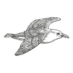 Seagull in flight. Drawn by hand with pen and ink. Vector illustration. Black outlines on white background.
