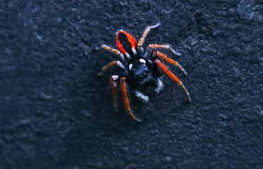 A hairy red spider on a black background