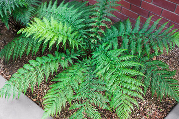 Dicksonia antarctica fern plant outdoor in sunny backyard