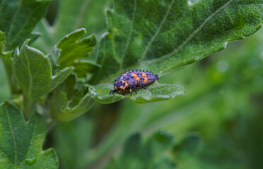 A hairy worm on a flower petal