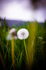 dandelion in the meadow