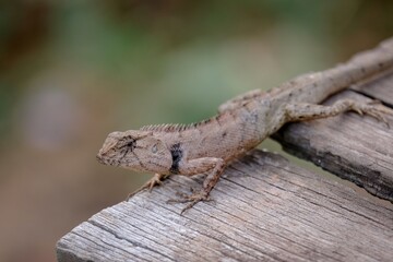 lizard on a tree