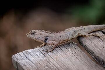 A chameleon is on an old wooden plank