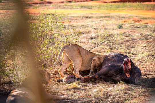 Lion Kills Water Buffalo In Kenya, Africa. A Breakfast Of A Lion Crouching In Bloodlust. Great Pictures From A Safari In Tsavo National Park