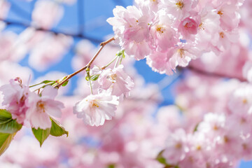 Beautiful sakura blossom. Sakura in sunlight against the sky close-up. Pink cheers sakura close-up.