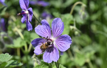 Biene auf einer Geranium platypetalum