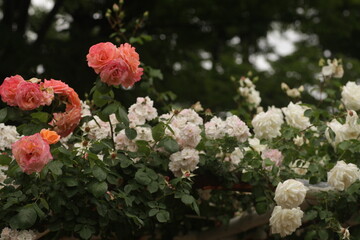 Fototapeta premium flowers in the garden
