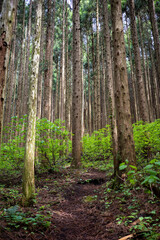 日本の岡山県真庭市の蒜山高原の美しい風景