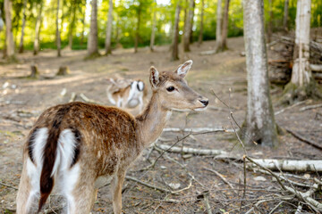 Naklejka na ściany i meble Beautiful, young deer walking in the forest. Wild animal. Wildlife scene from nature. Close up view.